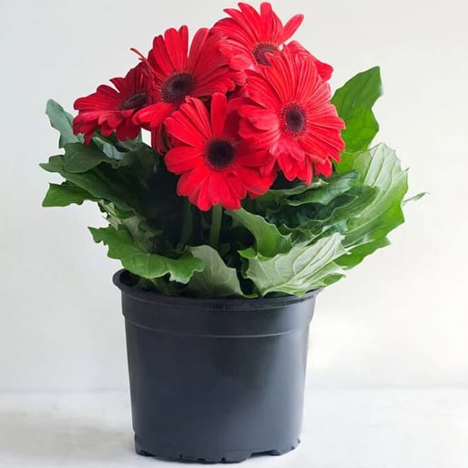 Gerbera Daisy