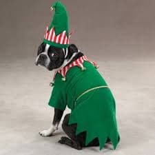 Zack & Zoey ELF Dog Costume Holiday Green Tunic Hat Belt Jingle Bells Polyester | eBay