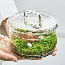 BESTYASH Transparent Glass Bottle for Home Decor Small Ecological Vase Set of 1 for Tabletop and - Walmart.com