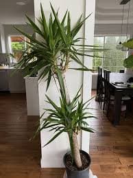 Live Plant