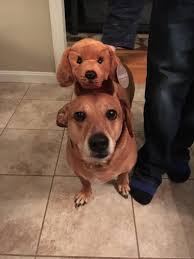 Children's Gift Stuffed Animal DEMDACO Nat & Jules Standing Large Dachshund Dog Childrens Plush Stuffed Animal Dachshund Stuffed Animal