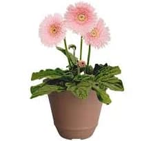 Better Homes & Gardens Pink Gerbera Daisy Live Annual Plant Decorative Pot Sun