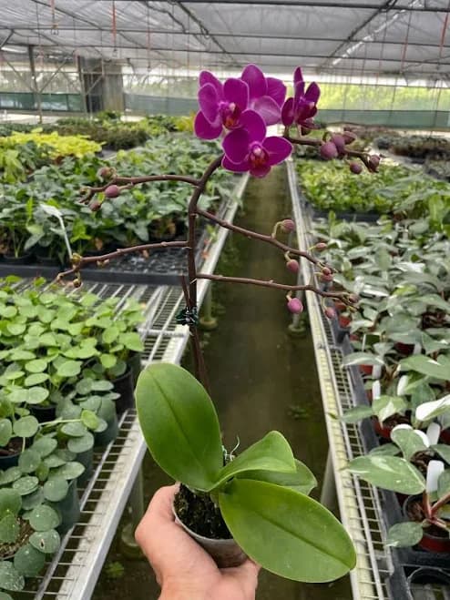 Purple Phalaenopsis Orchid Blooming