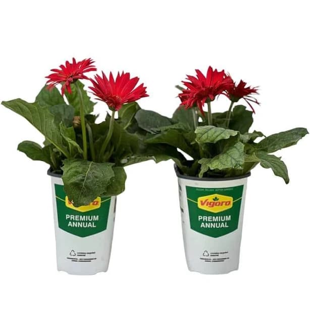 Vigoro Gerbera Daisy Red Grower's Pot 2-Packs
