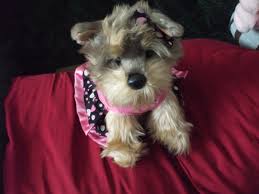 FAO Schwartz 9" plush Yorkie in pretty dress | eBay