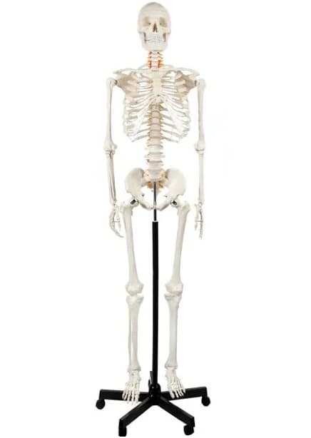 Axis Scientific Full-Size Human Skeleton Model