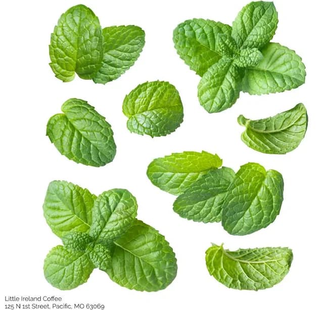 Peppermint - Latte (Iced - 24oz)
