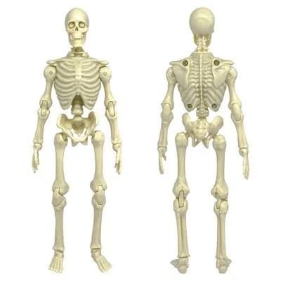 Figures Toy Company Super Articulated Skeleton Action Figure