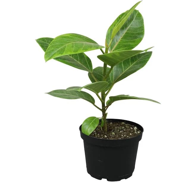 element Council Tree Ficus Altissma Houseplant 6in. Grow Pot