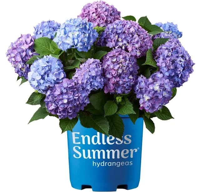 Endless Summer Bloomstruck Hydrangea Shrub