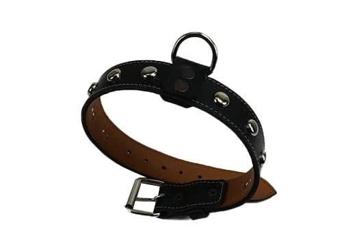 Black Dog Collar with Round Silver Studs