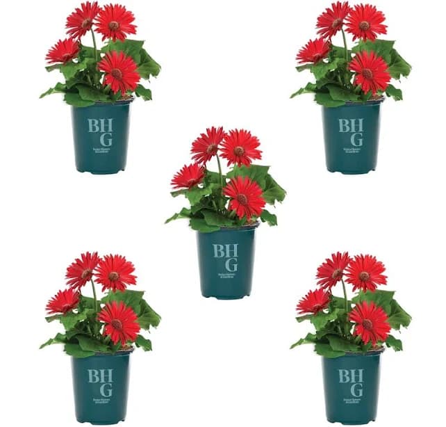 Better Homes & Gardens Red Gerbera Daisy Live Annual Plant Sun 5-Pack