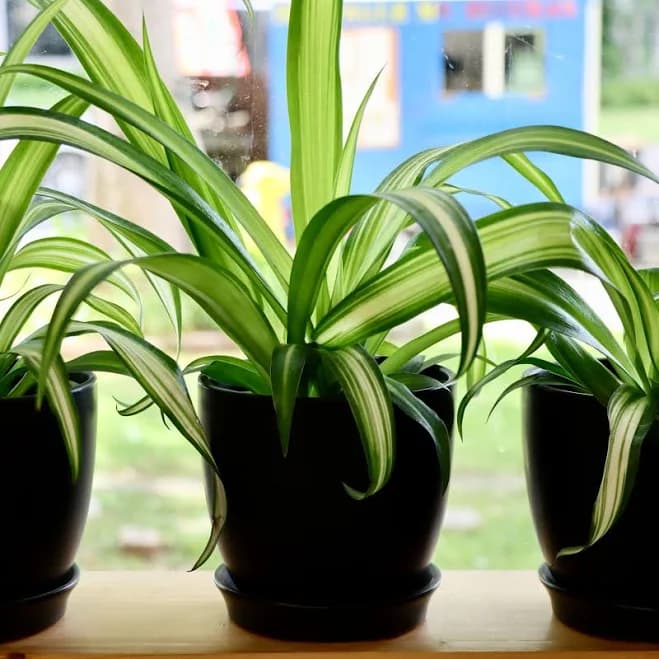 Chlorophytum comosum Variegated Spider Plant