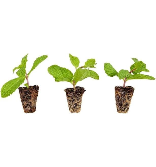 Bonnie Plants Sweet Mint Plugs