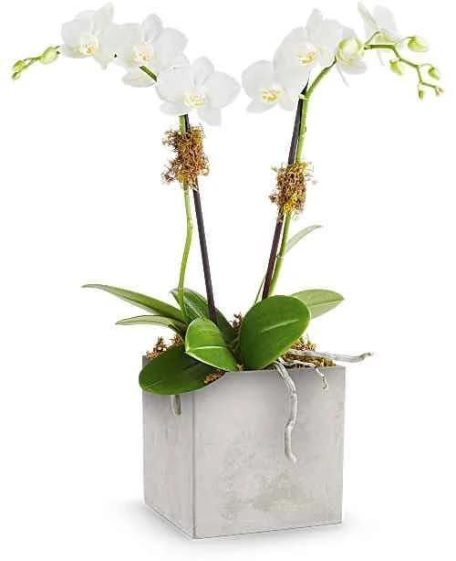 Teleflora Multi-Colored Orchids
