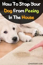 Thundermountainline Older Dog Pooping In The House Breed Pictures Of Old English Sheepdogs Dog Breed Old