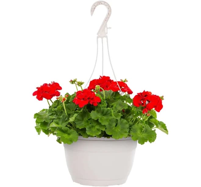 Expert Gardener Red Geranium Live Annual Plant