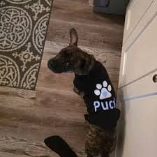Custom Dog Sweatshirts Customizable Dog T Shirt Personalized Text Paw Print Design Personalized Pet Gifts