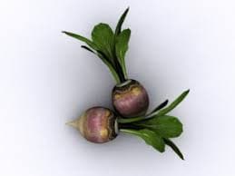 turnip 3D Model in Small Plants 50110 | 3DExport