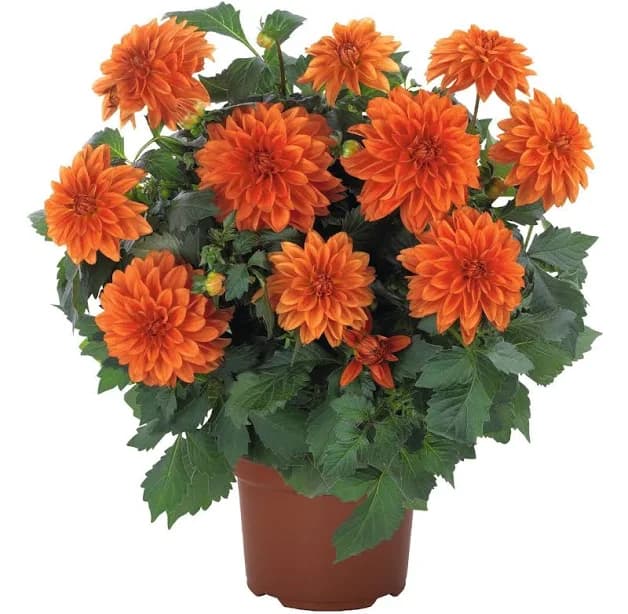 Dahlia Hypnotica 'Orange'