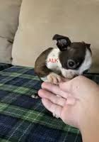 Boston Terrier Puppy For Sale in Panama City | Puppies.com