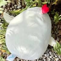 7” Charity the Chicken Squishmallows - Plush | Mercari