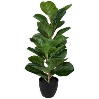 Fiddle Plant In Black Pot