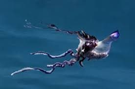Portuguese Man of War Print, Pico Azores June 2009. Art Prints, Posters & Puzzles from Nature Picture Library