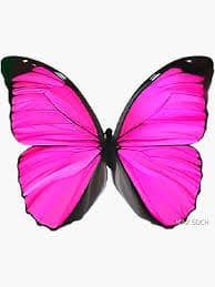 "Beautiful Pink Butterfly" Sticker for Sale by Sdch-Shop | Redbubble