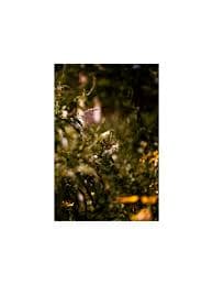 Fine art photograph of a Monarch Butterfly in nature — Anna Thorne — ART & PHOTOGRAPHY