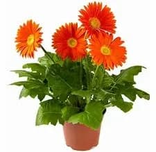 Gerbera Daisy plant