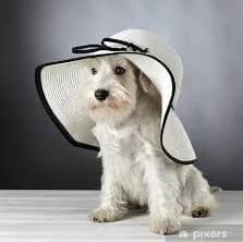 Wall Mural white miniature schnauzer puppy