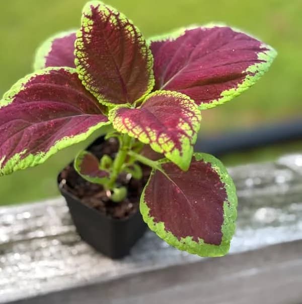 Small Coleus Starter Plant | Colorful Live Plant | 5-8 Inch Cutting Grown *please read description*