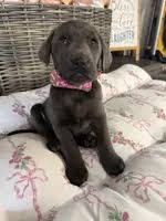Oliver – Labrador Retriever Puppy for Sale in Georgetown, SC | Puppies.com