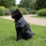 Video frame trigger