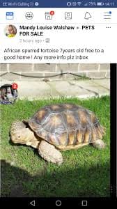Rescue Charity Moorview Rescue Centre 11+ Thousand Pre Interior Royalty-Free Images, Stock Photos