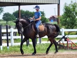 Buddy" 2020 17.1 Black Warmblood Gelding