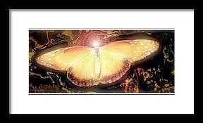 Tropical Queen Butterfly, Soldier Butterfly #2 Framed Print by A Macarthur Gurmankin - A Macarthur Gurmankin Official Website