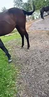Horse Guard Tail Bags - Durable Protection for Equestrians