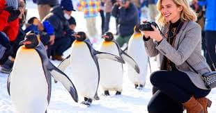Asahiyama Zoo + Season Limited Itinerary + Forest Spirit Terrace Day Trip | Departure from Sapporo - Klook The Bahamas