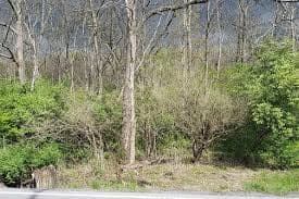 Managing Invasive Plants