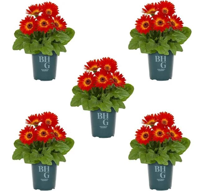 Better Homes & Gardens Red White Gerbera Daisy Live Annual Plant Sun 5-Pack