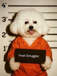 Your Pet's Viral Moment Starts Here – Shop Mugshot Portraits – JesTeeTime