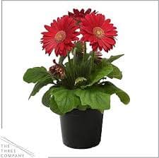 Amazon.com : Live Flowering Gerbera Daisies - Shades of Pink (3 Plants Per Pack) - Beautiful Spring Flowers - 12" Tall by 5" Wide in 1 Qt Pot : Patio, Lawn & Garden