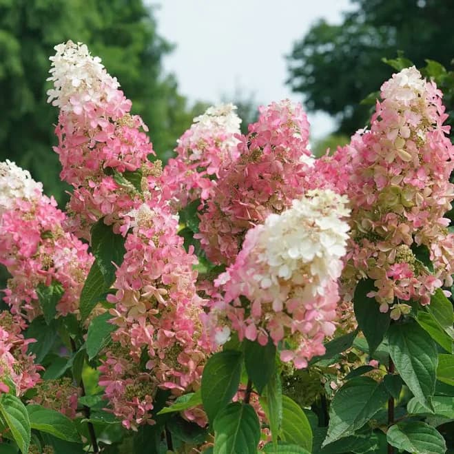 Panicle Hydrangea Pinky Winky Prime Proven Winners Shrubs