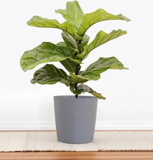 Fiddle Leaf Fig