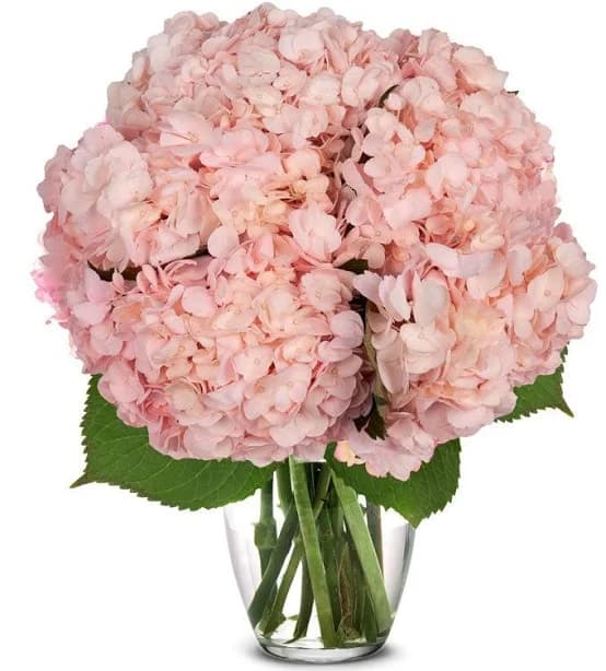 Flowers - Pink Hydrangea Bouquet - Regular