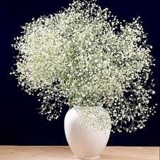 Amazon.com : White Baby's-Breath Seeds Bride's Veil Gypsophila Paniculata 1000 Seeds for Groundcover and Flower's Arrangements : Patio, Lawn & Garden