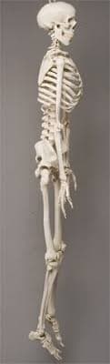 Harvey Skeleton, Life-Size, 2nd Class | Haunted Props
