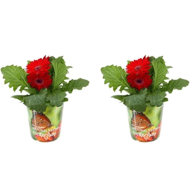 Annual Gerbera Daisy Mix 2.5 qt. (2-Pack)